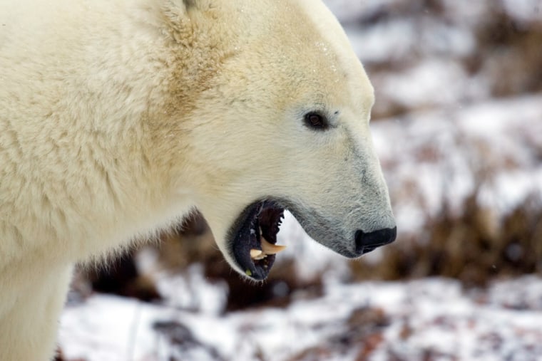 At weights of up to a ton, polar bears come the closest to a theoretical limit for the size of a land-dwelling carnivorous mammal.