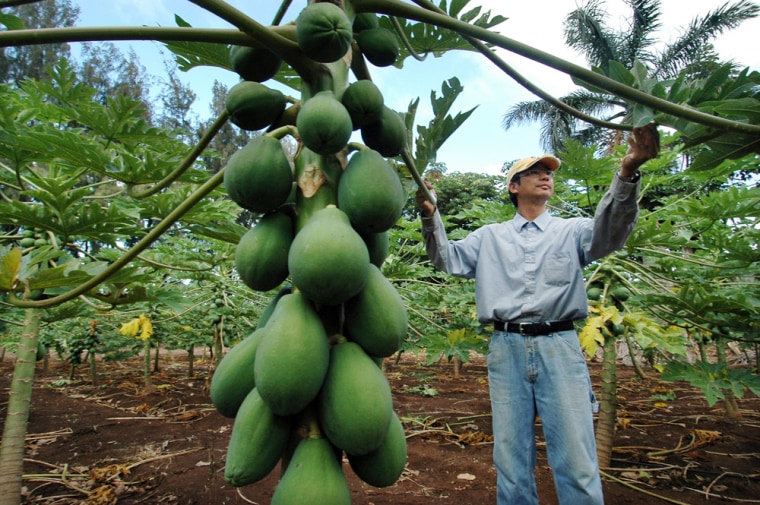 Farmer Albert Kung checks the leaves on a genetically engineered papaya tree at Kamiya Farm in Laie, Hawaii. A report released by an industry-backed advocacy group showed that more biotechnology crops were planted worldwide last year than ever before. 
