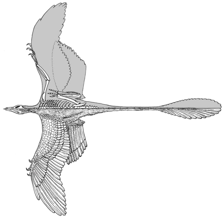 This diagram of Microraptor gui shows the upper "arm" wings as well as the lower "leg" wings. Were they used in a biplane configuration (upper and lower) or a dragonfly configuration (front and back)?
