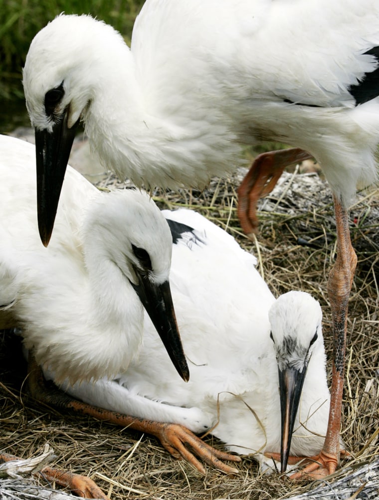 Storks are among the 12 families of birds that have half or more of their global populations showing a decline, according to a new survey.