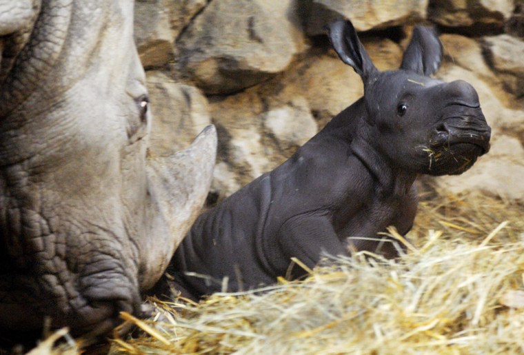 Southern White Rhinoceros Born In Captivity