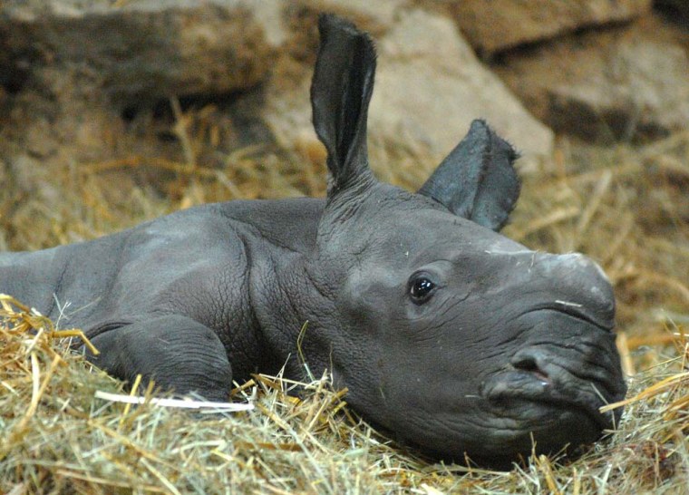 Budapest Zoo's newborn southern white rhinoceros calf tries to stand up after its birth in Budapest, Hungary, on Tuesday. 
