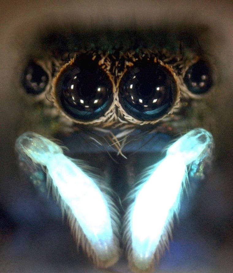 A close-up of a jumping spider's face highlights markings that glow in ultraviolet light. Such markings appear to be a "crucial prerequisite for courtship," researchers say.