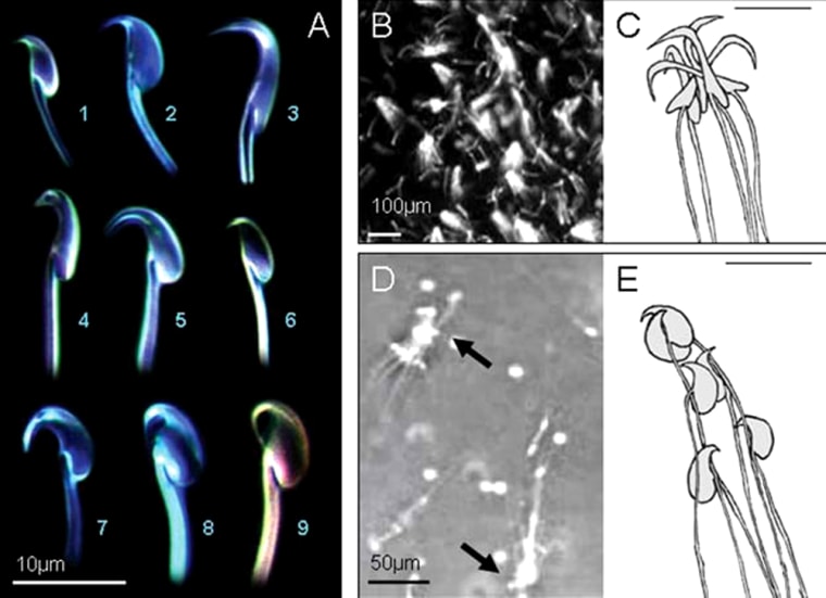 These images show the hooklike heads of rodent sperm cells, and how they can hook together to create a speedier "train" for fertilization of the egg.