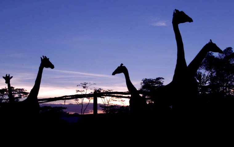 GIRAFFES BROWSE AT DUSK AT THE AFRICAN FUND FOR ENDANGERED WILDLIFE CENTER NEAR NAIROBI