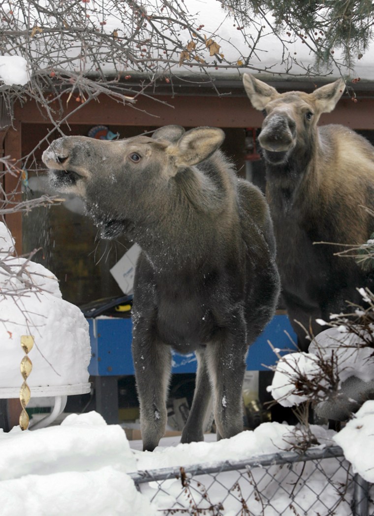 A moose calf and its mother eat crab apples and branches at an Anchorage, Alaska, home last Jan. 17.