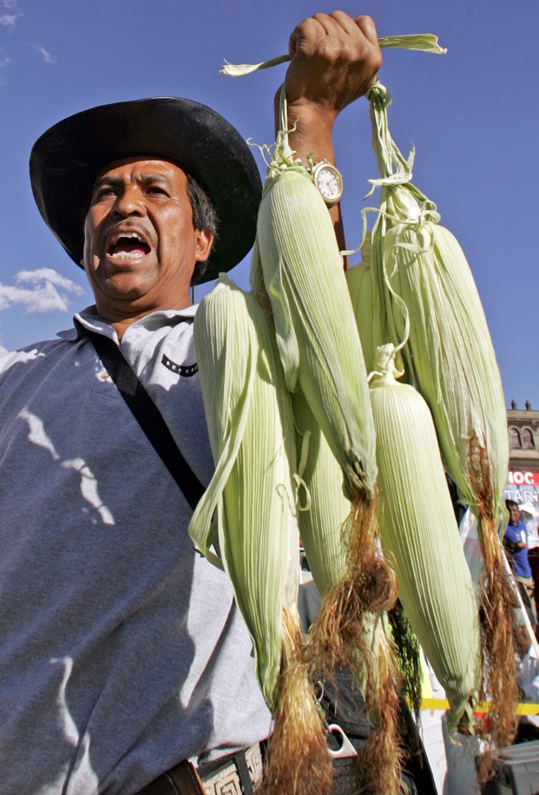A peasant holds a bunch of cobs a during
