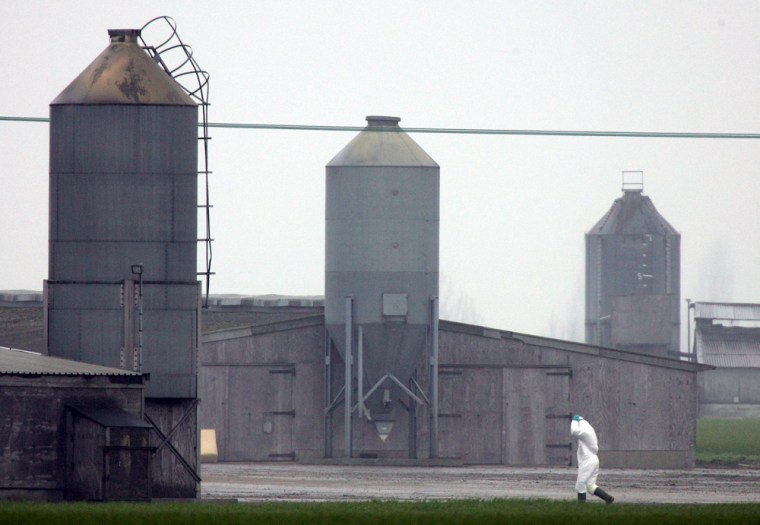 An unidentified person wearing full protective clothing walks through the Bernard Matthews turkey farm in Holton, England, Monday Feb. 5, 2007. About 2,500 turkeys died of H5N1 strain of bird flu on the farm owned by Bernard Matthews PLC, Europe's largest turkey producer. It was the first time H5N1 had been found on a British farm. All 159,000 turkeys at the farm were ordered to be slaughtered. (AP Photo/Kirsty Wigglesworth)