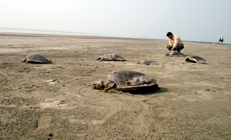A man watches dead turtles on the Cox's Bazar beach