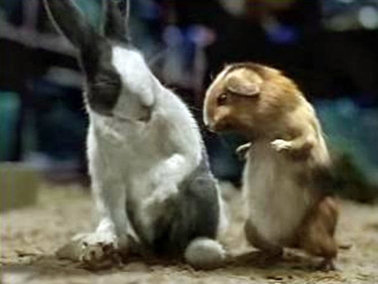 Cute fuzzies or furry assault? Two computer-generated Blockbuster pitch-creatures conspire to keep a good mouse down.