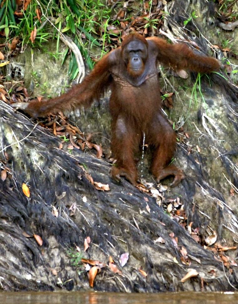 An Orangutan stands by a river at the is