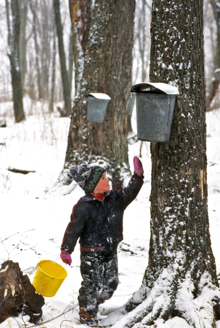 Maple Trees with Buckets