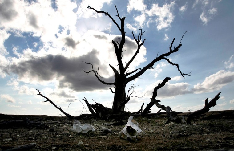 Sheep's skull lies next to a dead tree on a drought-stricken property near Tarago