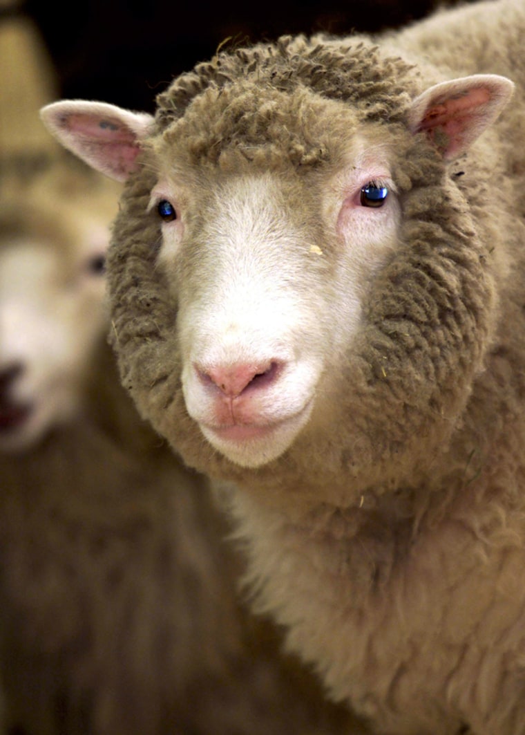 File photo of Dolly the sheep during photocall at the Roslin Institute in Edinburgh