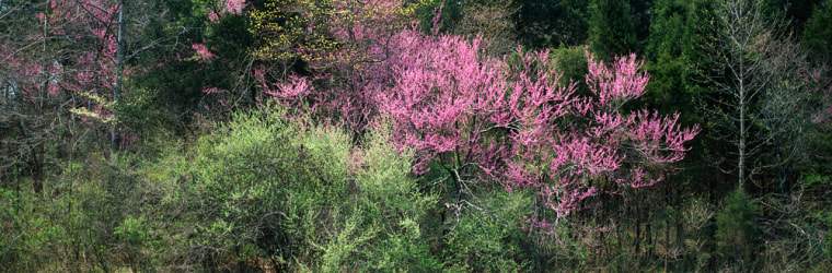 Redbuds and Dogwoods in the Spring