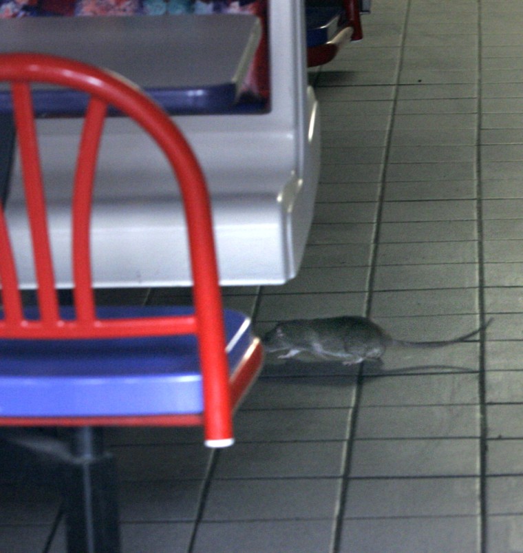A rat runs between chairs inside a KFC-Taco Bell restaurant in Greenwich Village in New York.
