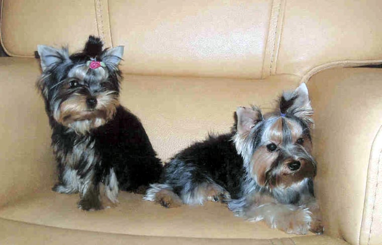 These Yorkshire terriers were among the puppies, valued at $2,500 each, stolen from a California home.
