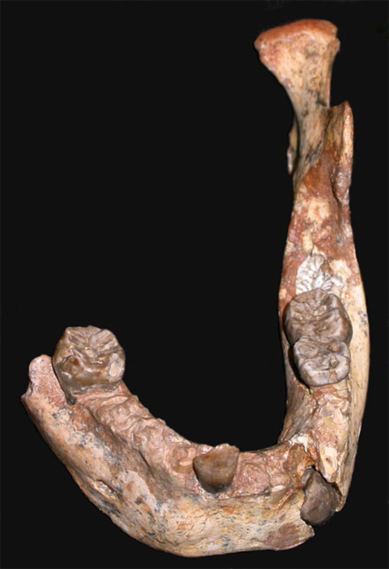 Tooth growth analysis of a fossilized human juvenile found in Morocco reveals clues early modern humans living in the region 160,000 years ago aged and developed much like living humans