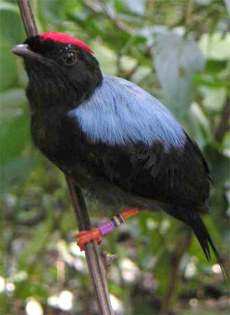Adult male lance-tailed manakin on a branch.