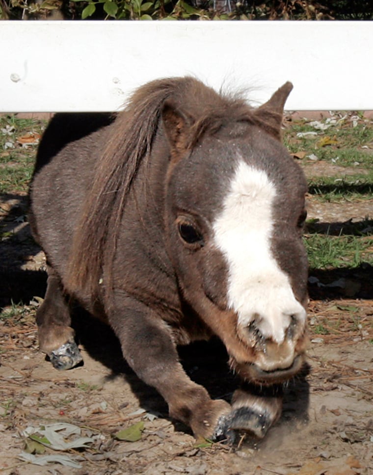 ** APN ADVANCE FOR SUNDAY, MARCH 18 **Thumbelina, a five year old dwarf miniature horse, slides underneath the pasture fencing at Goose Creek Farms in St. Louis, MO on Fri. October 3, 2006. At 17.5 inches, she is the smallest living horse in the world, and holds the record for the smallest horse in history.  (AP Photo/Sarah Conard)