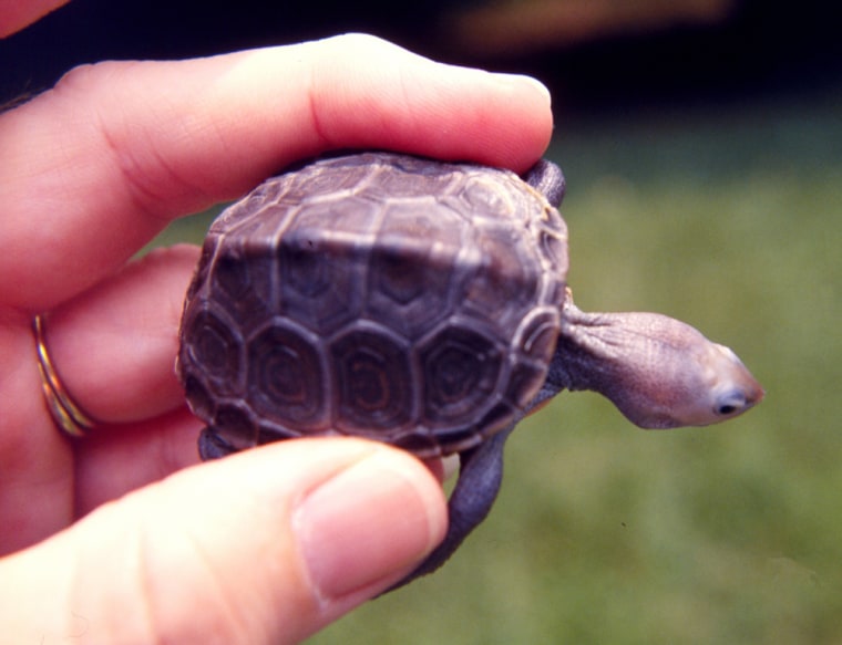 This baby diamondback terrapin is part of a population whose habitat is along the East Coast.