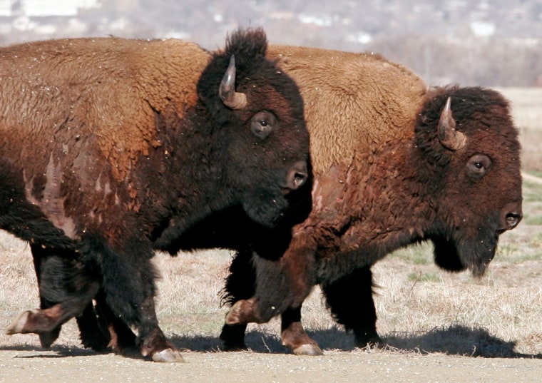 Wild bison bulls inspect the range shortly after being returned to the Colorado prairie from Montana for the first time in over 100 years near Commerce City