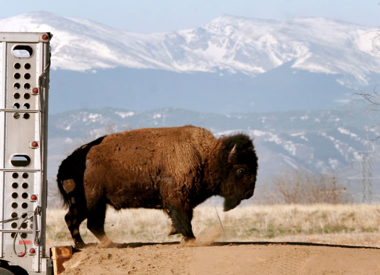 A wild bison bull transferred from Montana leaves a truck on the Colorado prairie near Commerce City