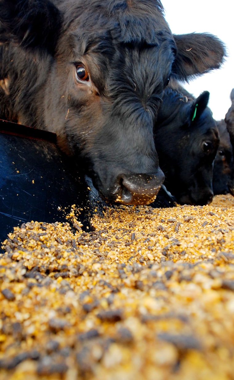 Meat Prices To Rise As Corn Supply Diverted For Ethanol Production