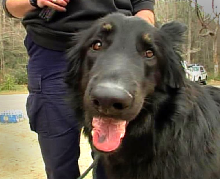 In this image taken from video, Misha Marshall, partially out of frame, holds her dog Gandalf in McGrady, N.C., Tuesday March 20, 2007. Gandalf picked up missing boy scout Michael Auberry's scent less than a mile from the campsite where he had wandered away from his troop Saturday. His disappearance touched off an intensive search involving bloodhounds, heat-seeking helicopters and dozens of volunteers on foot. (AP Photo/AP Television)