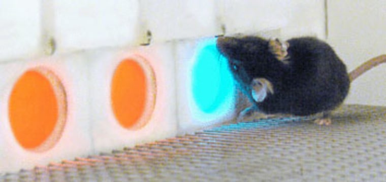 A genetically modified mouse selects a bluish-green light panel over two orange panels and gets a soy milk reward, during an experiment to determine whether the mouse could distinguish between the colors.
