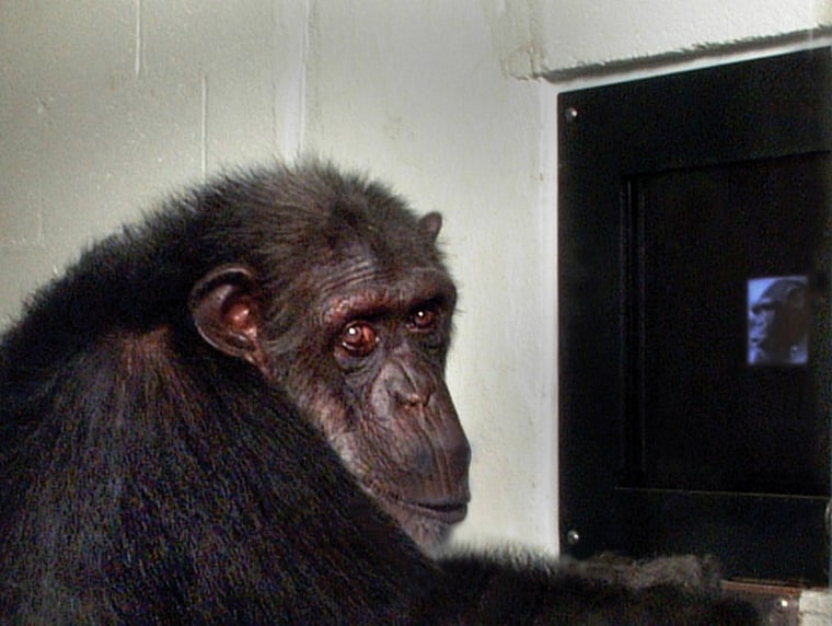A chimpanzee plays a matching game as a part of study of facial expression in chimps in Atlanta