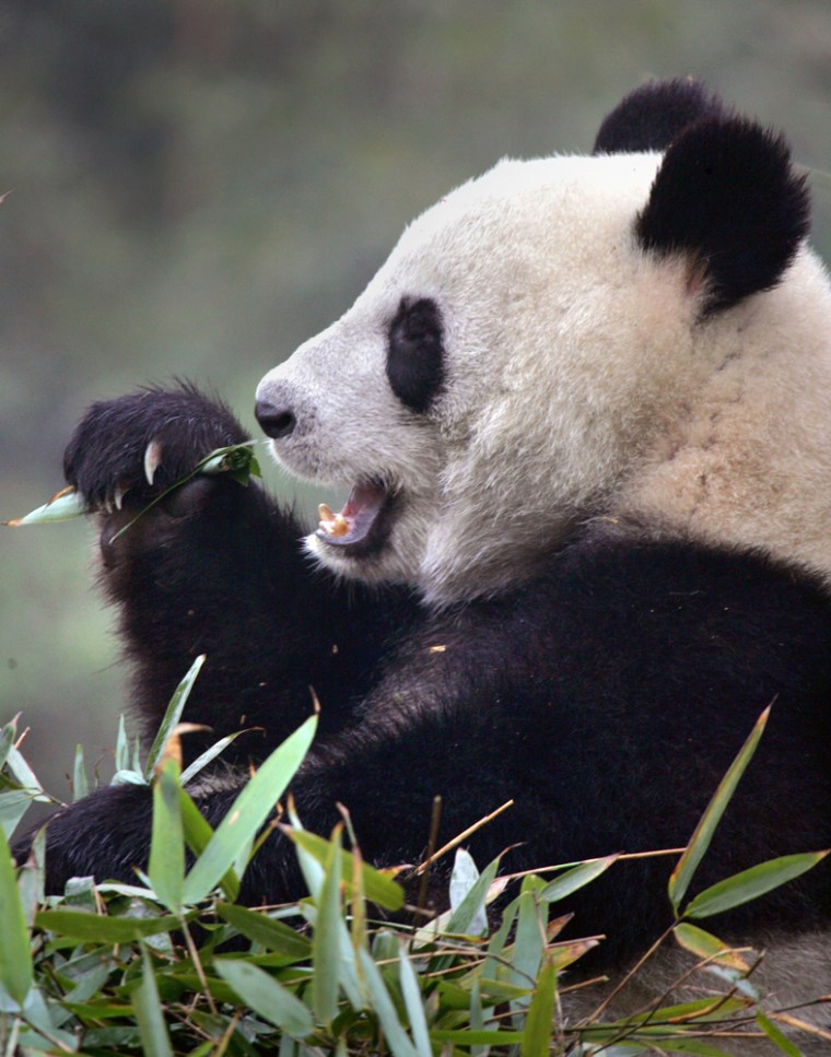 A giant panda eats bamboo at Chengdu Giant Panda Breeding Base in Sichuan province, China. Researchers at the giant panda reserve are looking for paper mills to process their surplus of fiber-rich panda excrement into high quality paper.