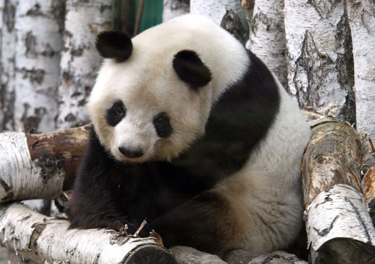 Was Knut the cub cause of panda death?