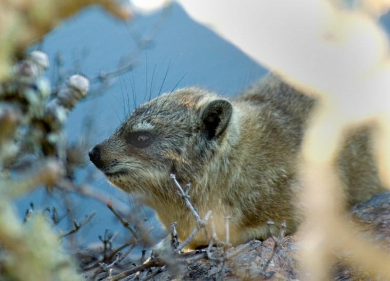 A small mammal known as a Cape hyrax looks like a rodent, but is actually a closer relative to African and Asian elephants. The common ancestor of elephants and hyraxes lived 83 million years ago, long before the dinosaurs died out.