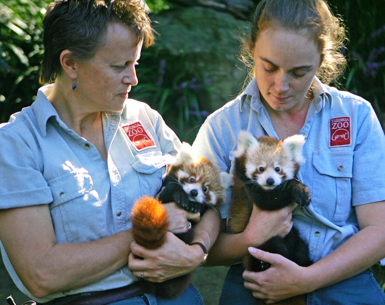 Twelve-week-old red panda cubs Tenzin, h