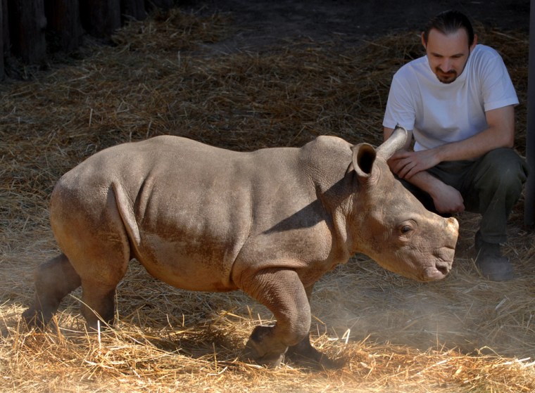 Zookeeper Peter Czifra watches the Budapest Zoo's new 308-pound southern white rhinoceros (Ceratotherium simum) calf named Layla in Budapest, Hungary, on Thursday.