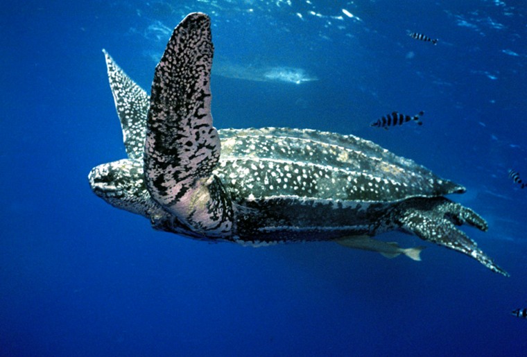 Leatherback turtles like this one are of a species that has inhabited the oceans for 100 million years. 