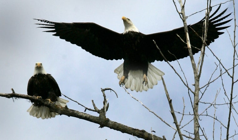 Worries for bald eagles leaving endangered list