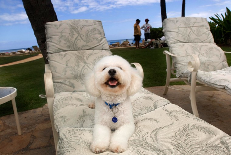 Kea, a 6-month old Bishon Frise, owned by Valerie and Larry Wilson poses on a lounge chair at The Kahala Hotel and Resort in Honolulu, Hawaii. The rules have changed, making it easier to travel to the islands with your pet.