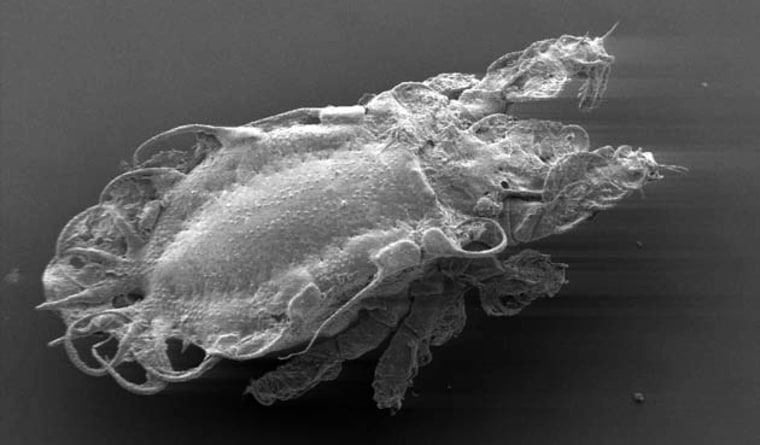 The Crotoniidae mite have regained the ability to mate after descending from ancestors that had lost the capacity for it. 