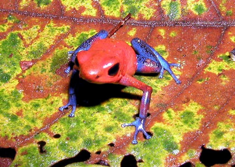 Oophaga pumilio, the strawberry poison frog, is one of a number of species of amphibians and reptiles declining in lowland forests of Costa Rica.