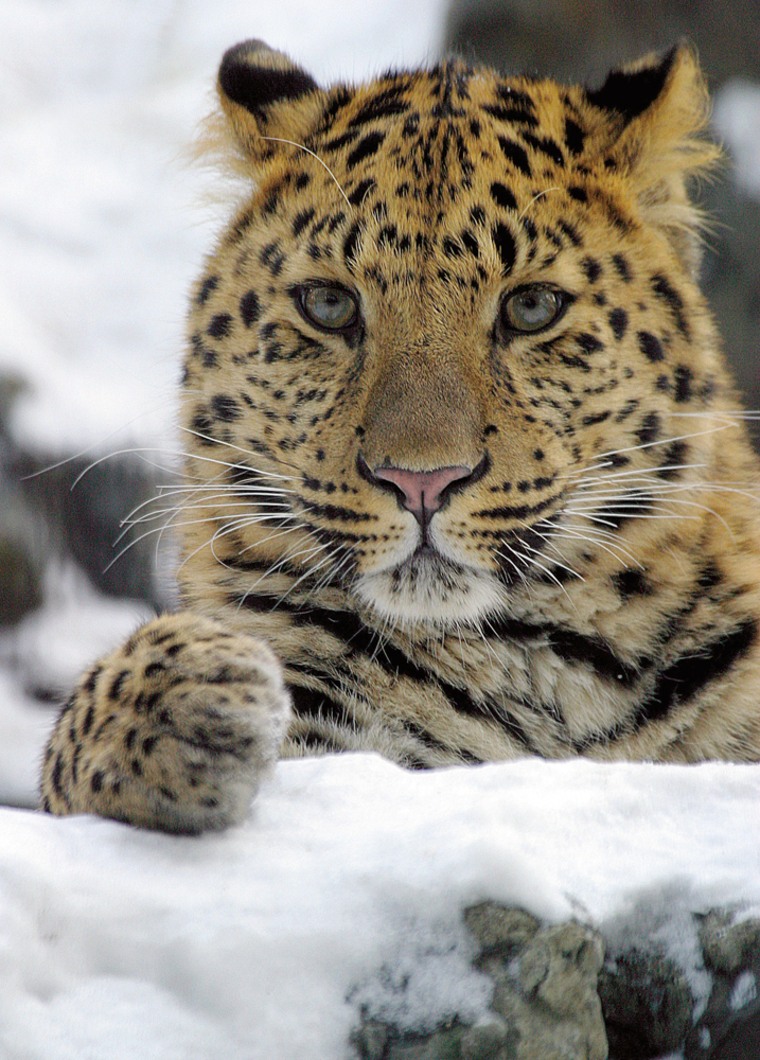 Amur leopards like this one once roamed a larger area across Asia but are now mostly confined to part of Russia's Far East.