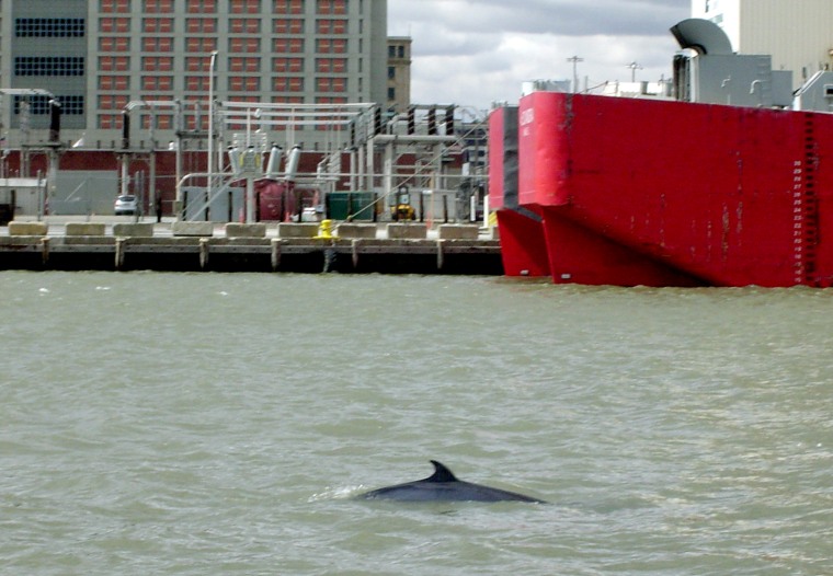 In this photo released by the United States Coast Guard, a minke whale swims in New York City's Gowanus canal, Tuesday, April 17, 2007. Marine biologists were dispatched to investigate the whale that found its way into the narrow Brooklyn waterway best known for industrial pollution. It was not known whether the animal was in distress. (AP Photo/United States Coast Guard, Thomas D'Amore)