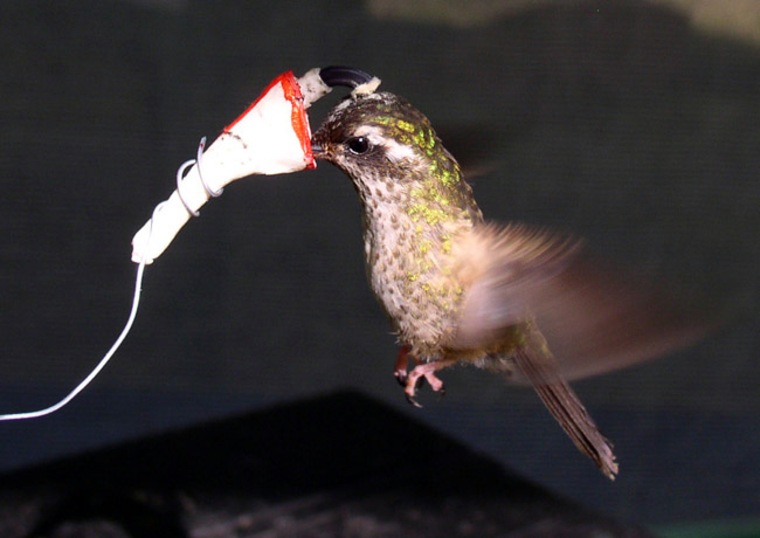 Scientists tested their flower shape-changing theory using hummingbirds and artificial flowers. 