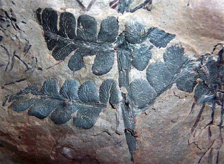 Scientists exploring an Illinois mine found well-preserved images of an ancient forest, including this pteridosperm, an extinct seed-producing fern-like plant.