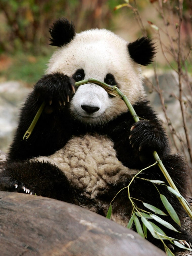 GIANT PANDAS GET A NEW HABITAT AT THE SMITHSONIAN NATIONAL ZOO IN WASHINGTON DC