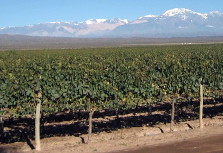 Mendoza's majestic mountians overlook this year's harvest. Mendoza, Argentina is one of the world's most important wine regions.