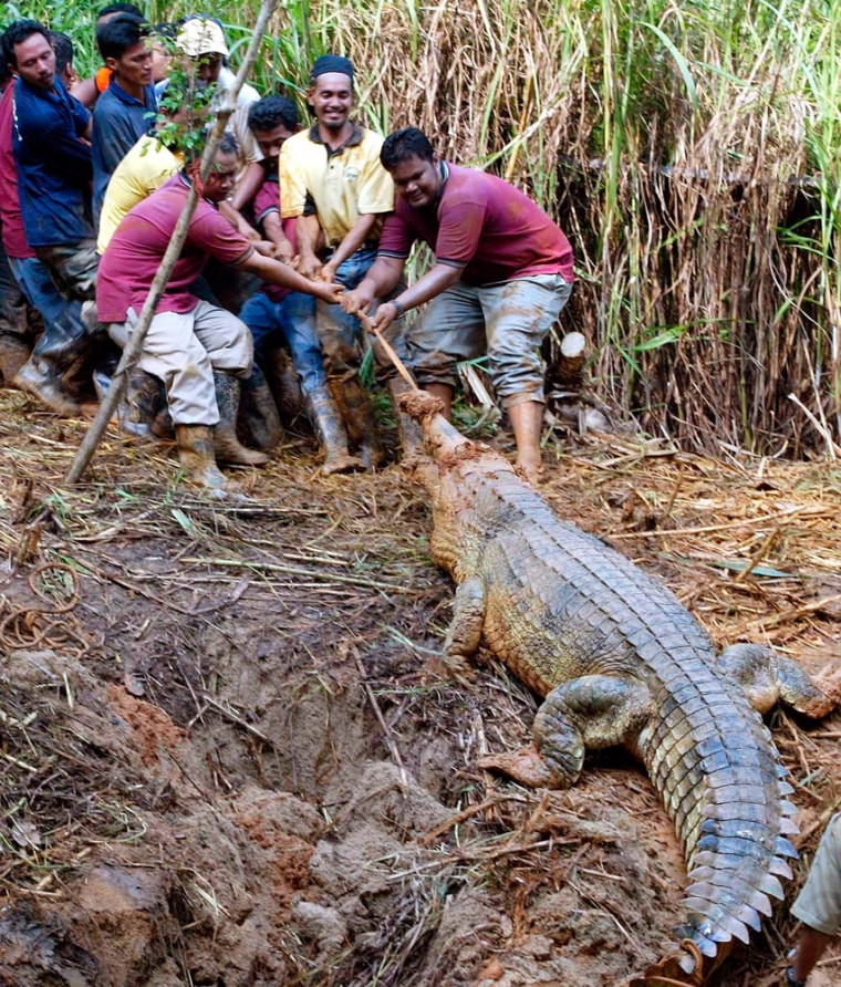 Zoo workers capture a gharial crocodile named \"Jantan\" at a zoo in Malaysia's southern state of Malacca