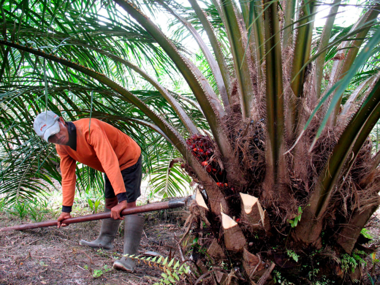 Palm oil tree plantation in Kalimantan