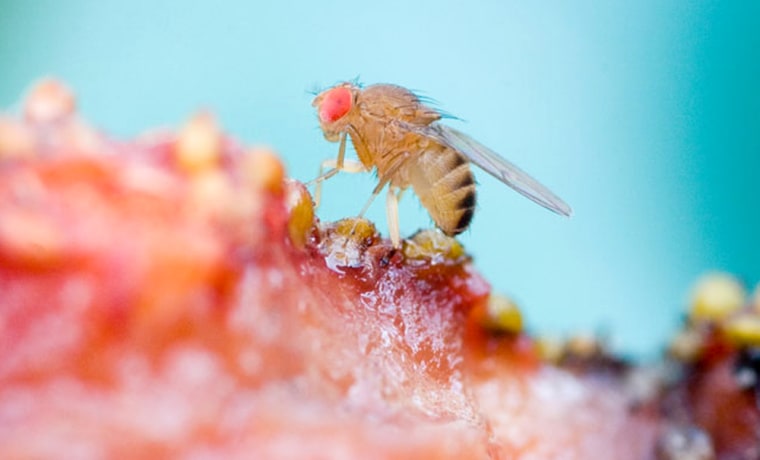 A female Drosophila simulans fruit fly perched on top of a rotting strawberry. Scientists find parasites that used to make these flies less fertile have evolved to make female hosts more fertile in order to spread themselves in nature.